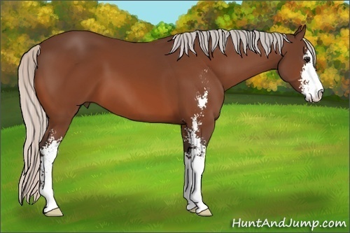 Horse Color:Silver Bay Sabino