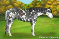 Horse Color:Black Sabino