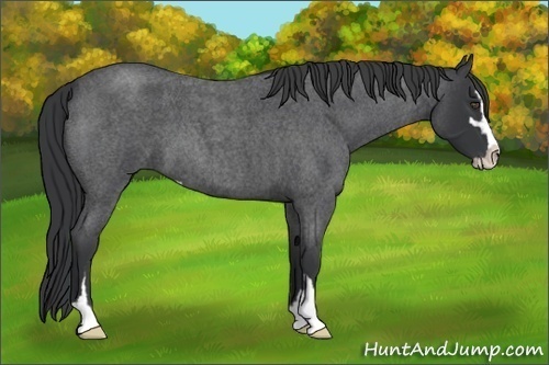 Horse Color:Blue Roan Sabino 