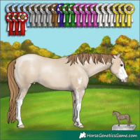Horse Color:Grullo Pearl Sabino
