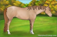 Horse Color:Chestnut Pearl