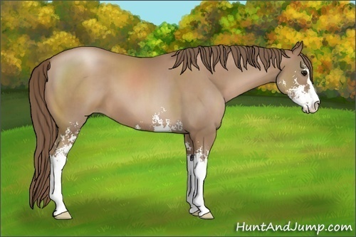 Horse Color:Black Pearl Sabino 