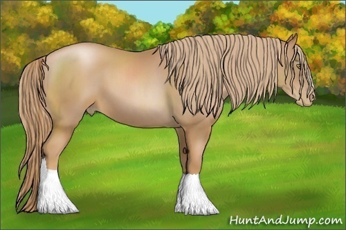 Horse Color:Chestnut Pearl