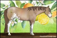 Horse Color:Black Pearl Sabino