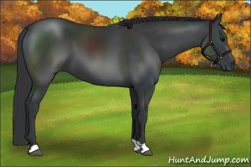 Horse Color:Black 