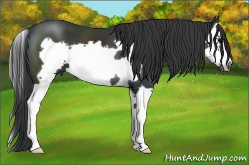 Horse Color:Black Splash Frame 