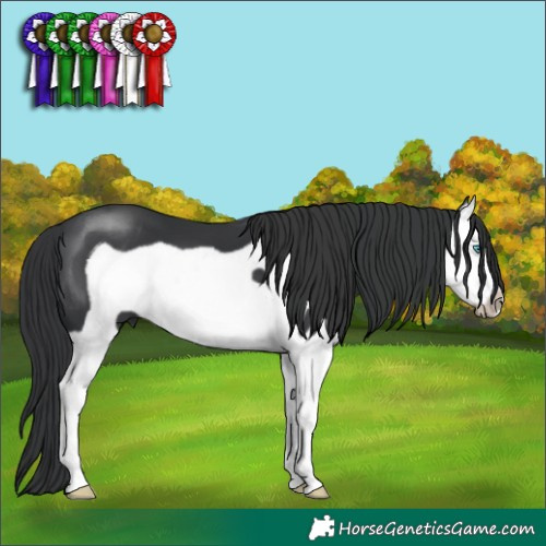 Horse Color:Black Splash Frame 