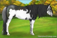 Horse Color:Black Splash Frame