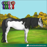 Horse Color:Black Splash Frame