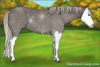 Horse Color:Silver Blue Roan Splash