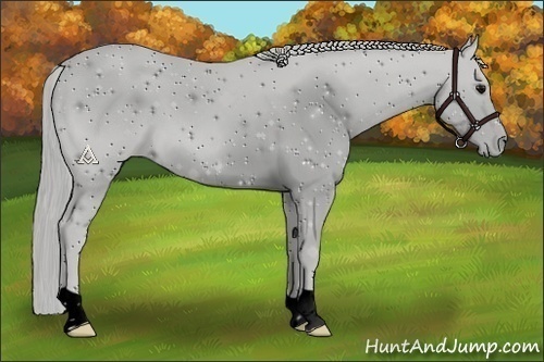 Horse Color:ERROR: UNKNOWN ANOMALY