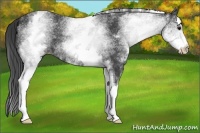 Horse Color:White Spotted Black