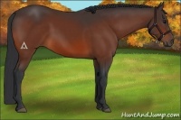 Horse Color:Bay 