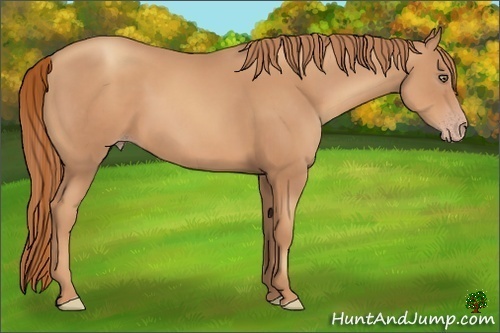 Horse Color:Gold Champagne Frame 