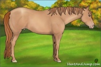 Horse Color:Gold Champagne Frame 