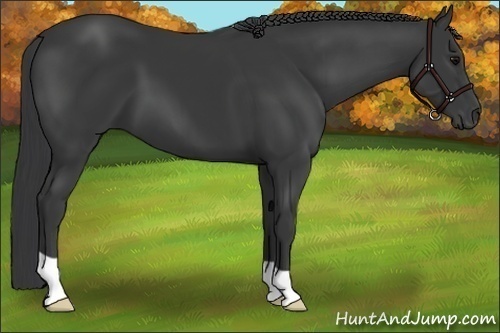 Horse Color:Black 