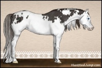 Horse Color:White Spotted Liver Chestnut Splash Rabicano