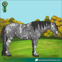 Horse Color:White Spotted Black Ice 