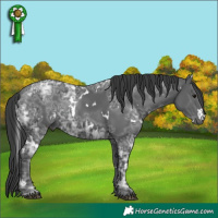 Horse Color:White Spotted Black Ice 