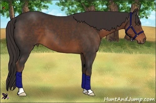 Horse Color:Liver Chestnut 