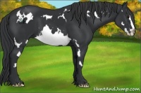 Horse Color:White Spotted Black Splash Frame 