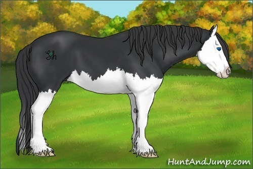 Horse Color:Black Splash