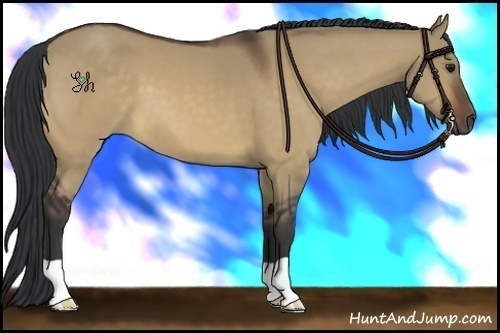 Horse Color:Bay Dun 