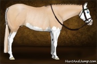 Horse Color:Bay Pearl Splash Rabicano 
