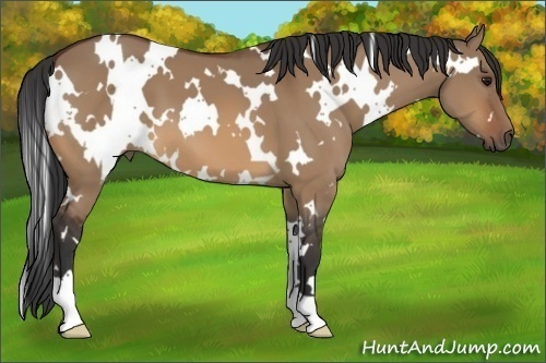 Horse Color:White Spotted Bay Dun 
