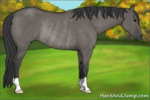 Horse Color:Grullo Rabicano 