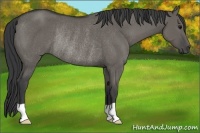 Horse Color:Grullo Rabicano 