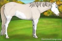Horse Color:Perlino Splash