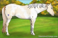 Horse Color:White Spotted Buckskin Pearl Dun
