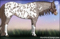 Horse Color:Liver Red Roan Appaloosa 