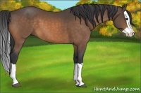 Horse Color:Buckskin Splash 