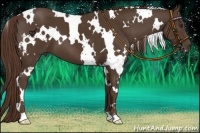 Horse Color:White Spotted Liver Chestnut 