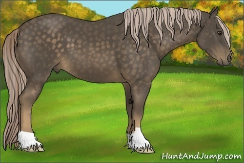 Horse Color:Chocolate Palomino 