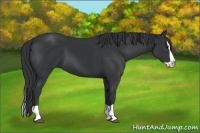 Horse Color:Black Splash