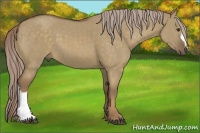 Horse Color:Chocolate Palomino Dun