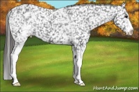 Horse Color:White Spotted Black Appaloosa 