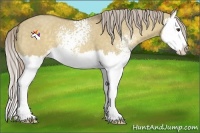 Horse Color:White Spotted Chocolate Palomino Dun Splash