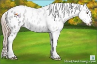 Horse Color:Liver Red Roan Near Leopard