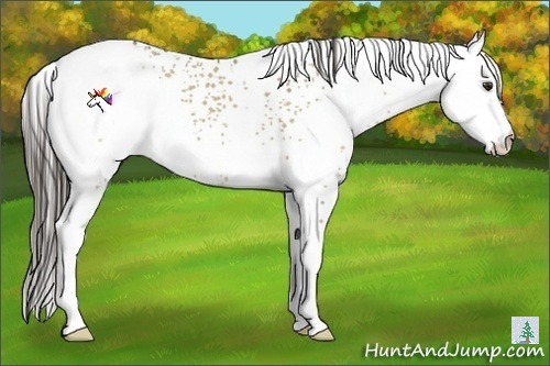 Horse Color:White Spotted Liver Red Dun