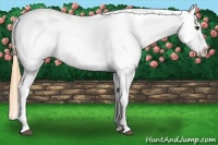Horse Color:Buckskin Blanket