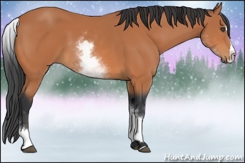 Horse Color:White Spotted Bay Splash