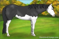 Horse Color:Black Splash