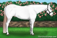 Horse Color:Bay Appaloosa Rabicano