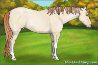Horse Color:White Spotted Buckskin Pearl Dun