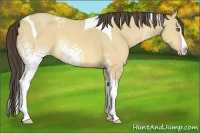 Horse Color:White Spotted Amber Cream Champagne Dun Splash Tobiano