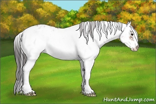 Horse Color:Bay Sabino Blanket